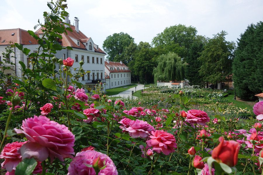 luxury villas - beautiful rose garden with villa